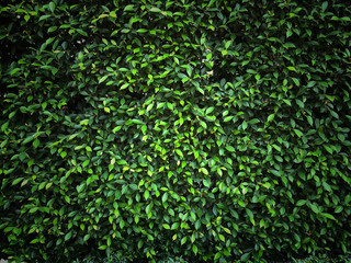 nature leaves pattern texture background 