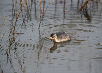 Juvenile Little grebe at Kabini Forest Reserve, India