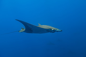 Ray Mobula - Raie Mobula (Mobula mobular), Pico island, Azores.