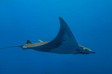 Ray Mobula - Raie Mobula (Mobula mobular), Pico island, Azores.