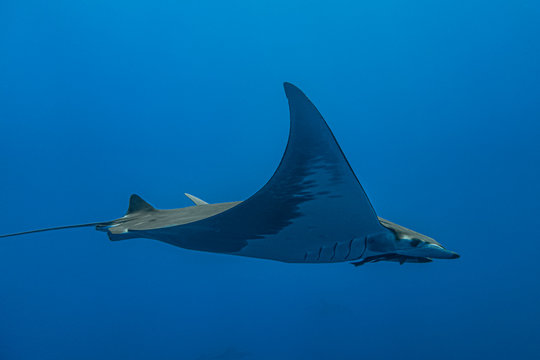 Ray Mobula - Raie Mobula (Mobula mobular), Pico island, Azores.