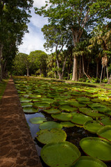Fototapeta premium Mauritius
