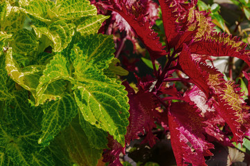close up of  green and red coleus leaves. Natural background