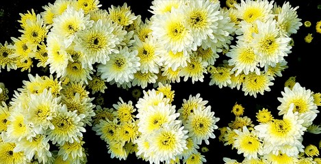 Pattern of Beautiful tropical white and yellow flower with green leaves in fresh floral garden park. Beauty of nature, Name of flower is Chrysanthemum and scientific name is Dendranthema Grandiflora