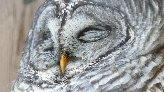 Barred Owl Strix varia slightly opening its eyes