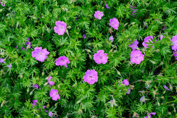 Many delicate light pink flowers of Geranium pratense wild plant, commonly known as meadow crane's-bill or meadow geranium, in a garden in a sunny summer day,  beautiful outdoor floral background