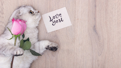 A gorgeous white Scottish fold cat loving for valentines days