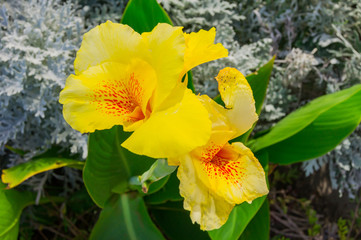 yellow Canna flower also called canna lily in the garden
