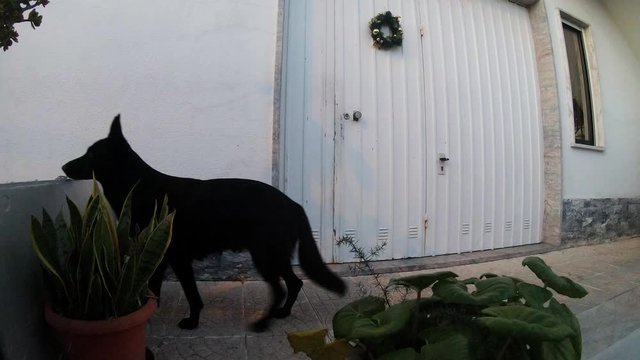 black dog peeking over small door
