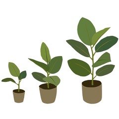 Growing a ficus tree. Vector illustration.