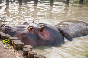 Big hippo with open mouth, eating food, close-up