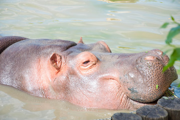 Big hippo walks on land, sleeps, lies on the grass and drinks water, close-up