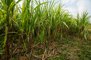 Sugarcane planted to produce sugar and food. Food industry. Sugar cane fields, culture tropical and planetary stake. Sugarcane plant sent from the farm to the factory to make sugar.
