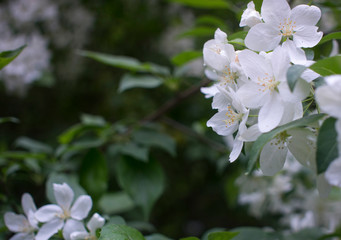 Apple trees flowers. the seed-bearing part of a plant, consisting of reproductive organs that are typically surrounded by a brightly colored corolla from petals