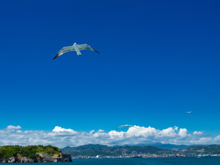 Fototapeta na wymiar Seagulls in flight over the Gulf of La Spezia Liguria Italy