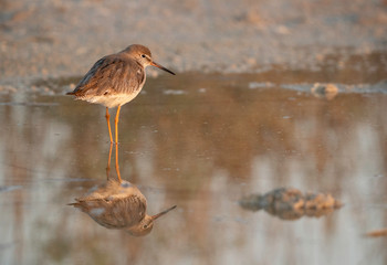 Redshanks at Asker Marsh with reflection on water, Bahrain