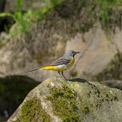 The grey wagtail (Motacilla cinerea) is a member of the wagtail family, Motacillidae. Gray wagtail (Motacilla cinerea) in a typical breeding ecosystem.