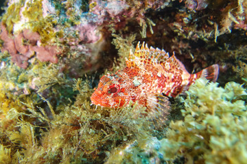 Red scorpionfish-Rascasse rouge (Scorpaena Notata), Pico island, Azores.