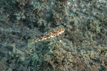 Leopard goby-Gobie leopard (Thorogobius ephippiatus)