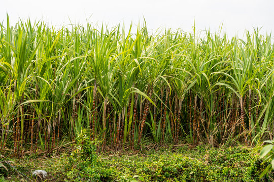 Sugarcane planted to produce sugar and food. Food industry. Sugar cane fields, culture tropical and planetary stake. Sugarcane plant sent from the farm to the factory to make sugar.