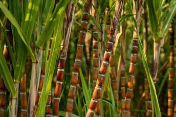 Sugarcane planted to produce sugar and food. Food industry. Sugar cane fields, culture tropical and...