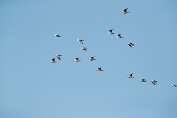 Black-headed gull flying in morning light at Asker marsh, Bahrain