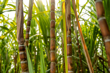 Sugarcane planted to produce sugar and food. Food industry. Sugar cane fields, culture tropical and planetary stake. Sugarcane plant sent from the farm to the factory to make sugar.