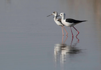 A pair of Black-winged Stilt and reflection at Tubli bay, Bahrain
