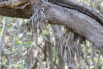  Ariel pneumatophores of the Mangrove tree