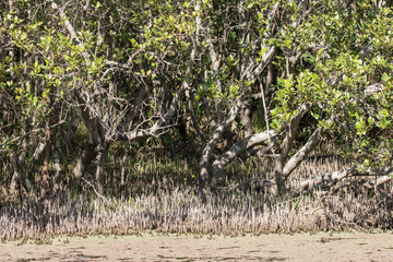 Grey Mangrove trees