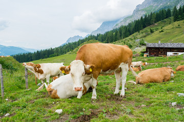 Fototapeta na wymiar Portrait of cows lazily resting on mountain pasture.