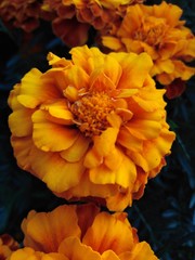 Aksamitka rozpierzchła