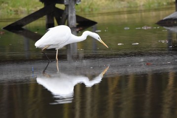The egret preys on fish with long beaks, and the flying figure is also very beautiful.