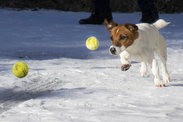 cane che gioca