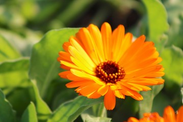 Obraz premium flower in garden