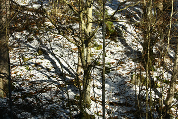 Tree in forest