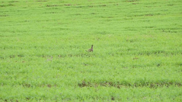 Two partridges walk around in a large, green field.