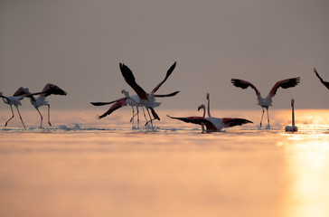 Greater Flamingos takeoff during sunrise, Asker coast, Bahrain