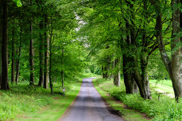 Empty leading path in a forest with old green trees and leaves in a summer day in Scotland, United Kingdom, beautiful outdoor natural background photographed with soft focus