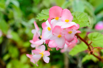 Fototapeta premium Close up of delicate small pink begonia flowers with fresh green leaves in a pot in a garden in a sunny summer day, perennial flowering plants in the family Begoniaceae, vivid floral background