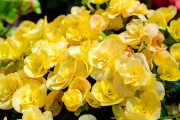 Obraz na płótnie Canvas Close up of delicate small yellow begonia flowers with fresh green leaves in a pot in a garden in a sunny summer day, perennial flowering plants in the family Begoniaceae, vivid floral background