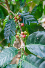 Coffee bean production process in Thailand