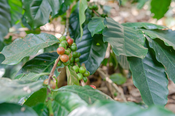Coffee bean production process in Thailand