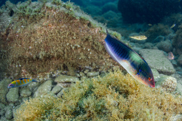 Ornate wrasse-Girelle paon (Thalassoma pavo) Pico Island, Azores Archipelago.