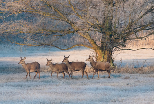 Rotwildrudel am Wintermorgen