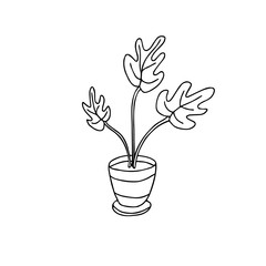 A hand drawn indoor plant, monstera in a pot. Vector illustration isolated on white background. Doodle sketch style, outline.