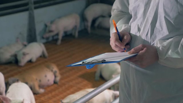 Agricultural worker is making notes about the pigs