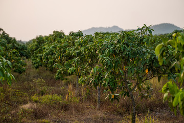 Fototapeta na wymiar Green mangoes on the tree. Mango trees growing in a field in Asia. Mangoes fruit plantation. Delicious fruits are rich in vitamins.