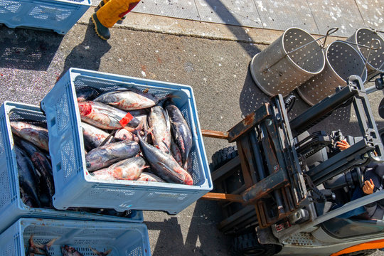 Le Guilvinec. D&eacute;part pour la cri&eacute;e apr&egrave;s retour de p&ecirc;che aux thons. Finist&egrave;re. Bretagne	