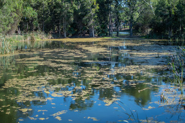 Reflection on a lake